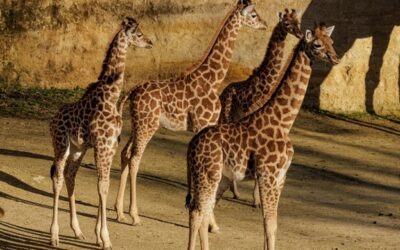 Destination Pays de la Loire :  Magie nocturne et séjours nature au Bioparc de Doué-la-Fontaine, seul zoo troglodytique au monde